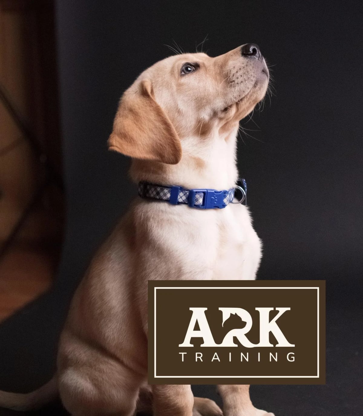 Application de marque ARK Training — logo sur photographie de chien, mise en situation professionnelle