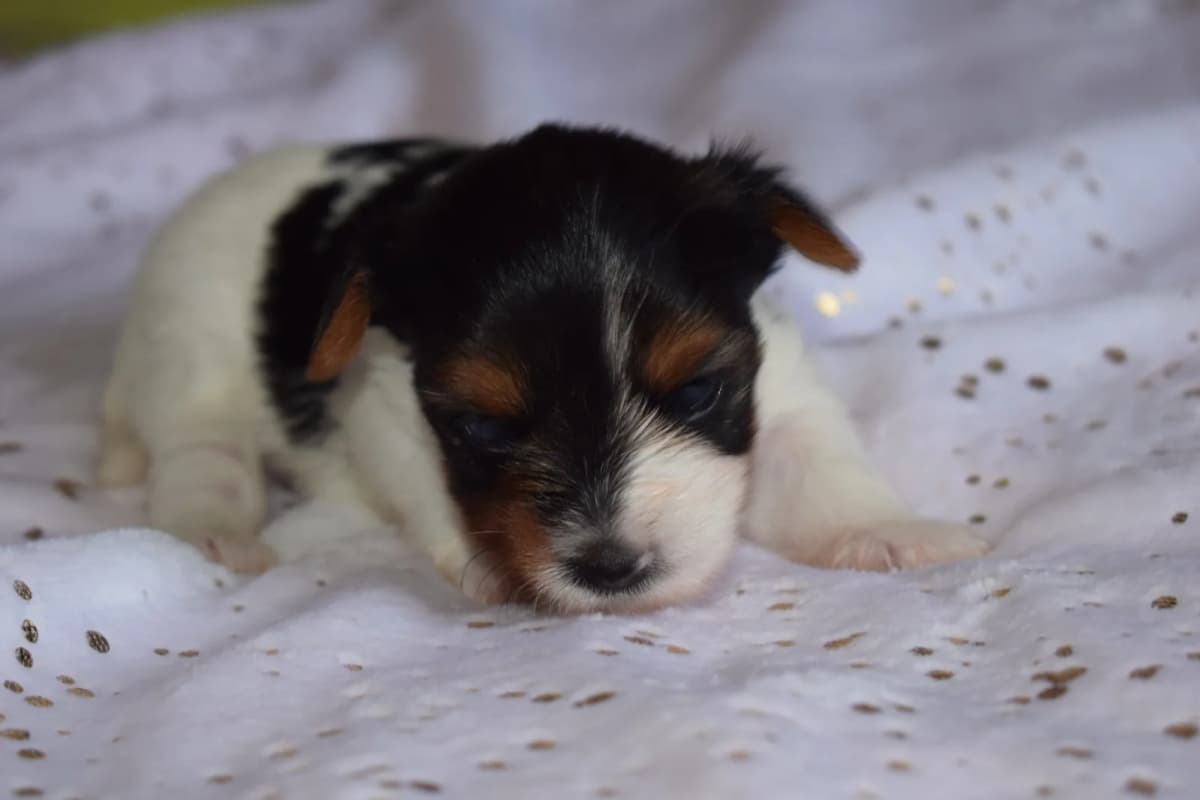 Chiot Biewer Terrier nouveau-né, première semaine de vie