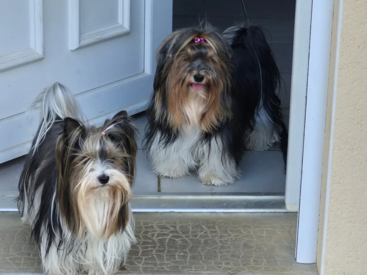 Tommy et Samba, reproducteurs Biewer Terrier des Petites Fripouilles de Nat à Boussac, Creuse