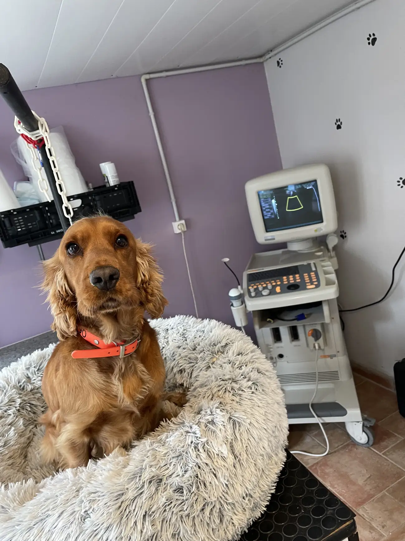 Cocker Anglais doré dans la salle d'échographie de l'élevage La Rose Anglaise