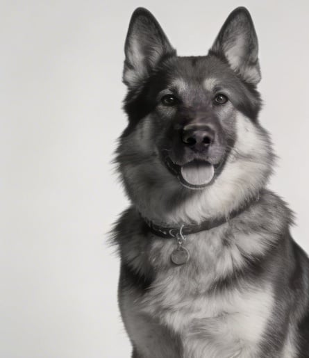Berger, photo de référence pour le brief